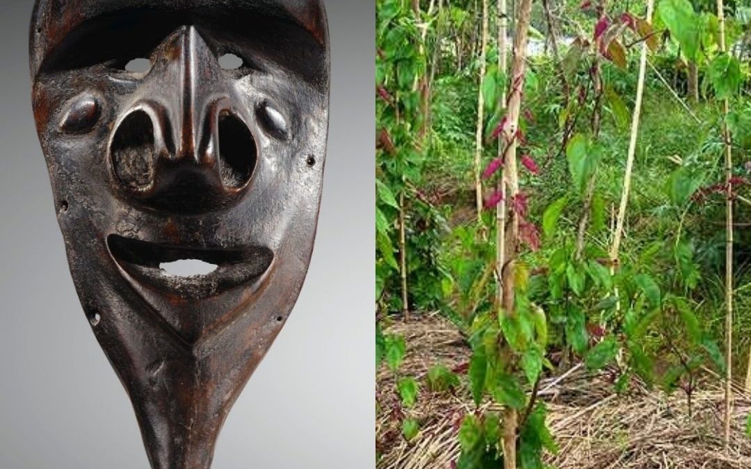 Masques et culte de l’igname au Vanuatu