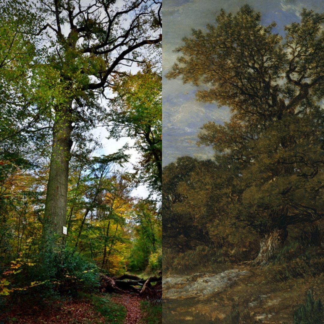 forêt de fontainebleau